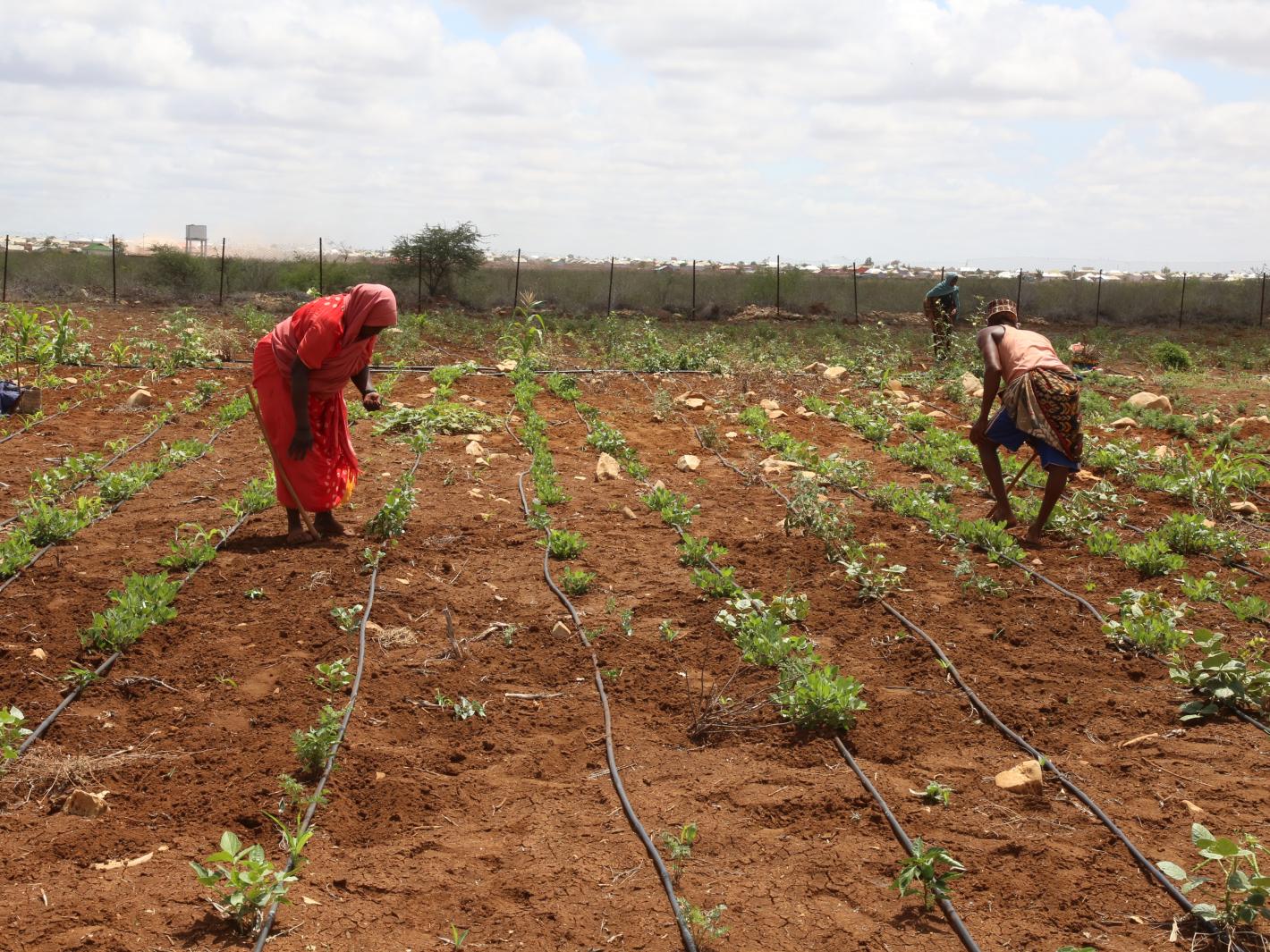 A photo of beneficiaries of Saameynta Pilot irrigation Project plough their farms at Barwaqo settlement in Baidoa, Southwest State of Somalia, on 28th October 2024.